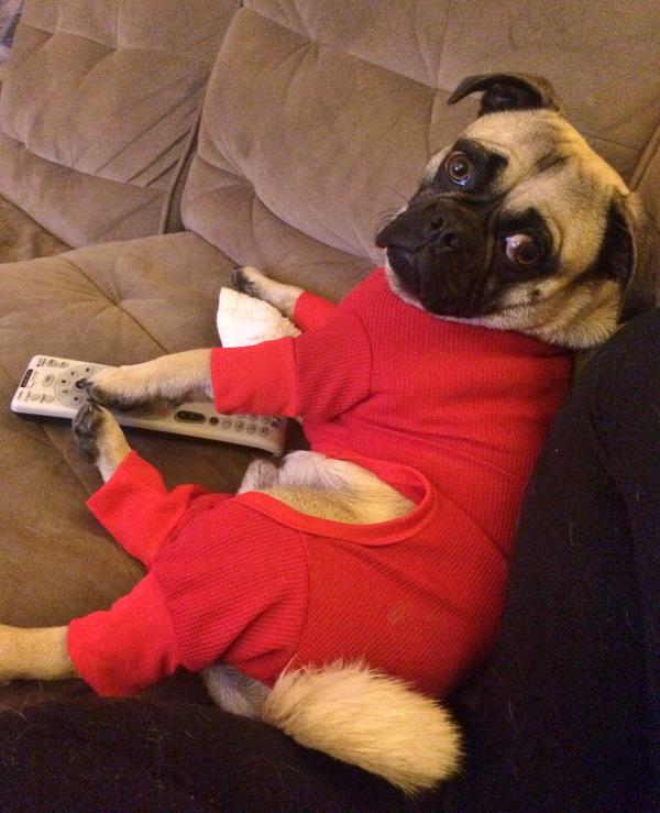 /Images/uploads/PUG NATION RESCUE OF LOS ANGELES/pugnationcalendar/entries/2367thumb.jpg